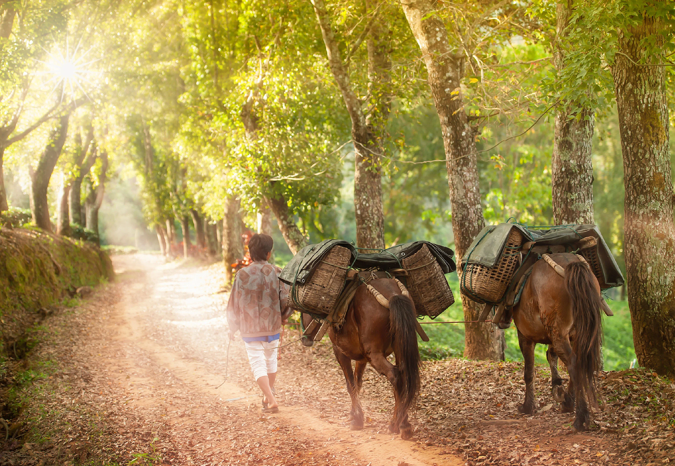 Tea Horse Road - Tea Plantation